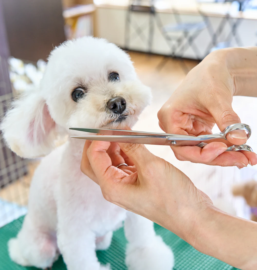 A groomer trimming a small white dog with scissors
