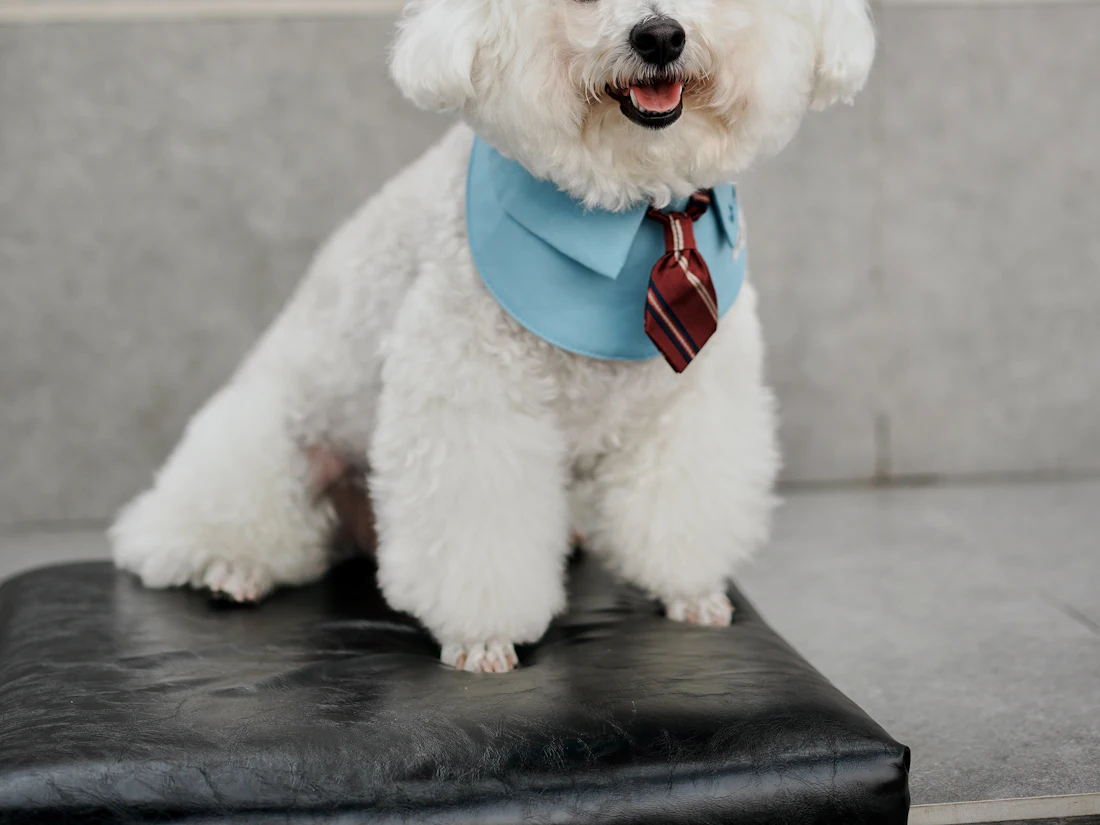 A freshly groomed white dog in a blue bandana